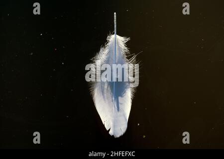 A swan`s feather floating on water Stock Photo